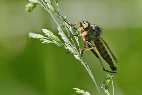 Neoitamus sp.